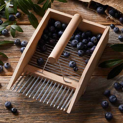 A close up square image of a comb berry harvester set on a wooden surface.