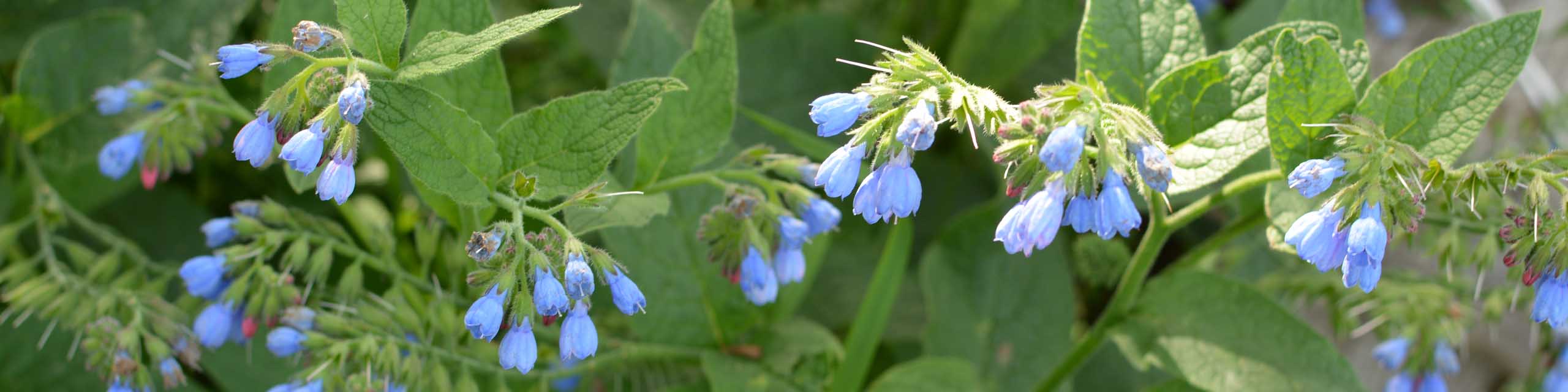 A mature comfrey plant with blue flowers.