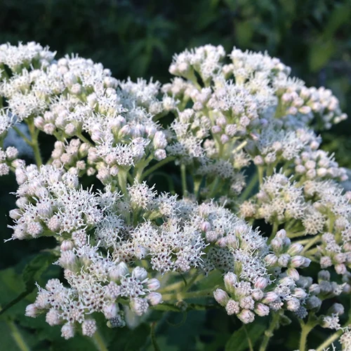 A square image of the white flowers of common boneset growing in the garden pictured on a soft focus background.