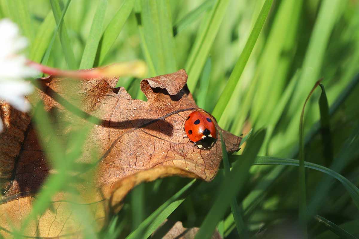 A close up horizontal image of a red and black ladybug on a dead leaf, pictured in light sunshine.