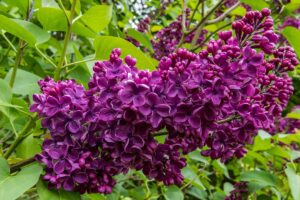 A close up horizontal image of a deep purple lilac flower growing in the garden, with foliage in the background.