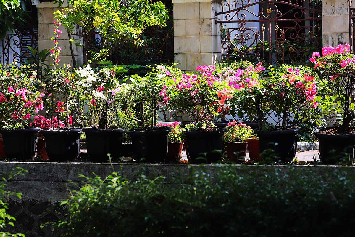A horizontal image of a colorful container garden outside an imposing residence.