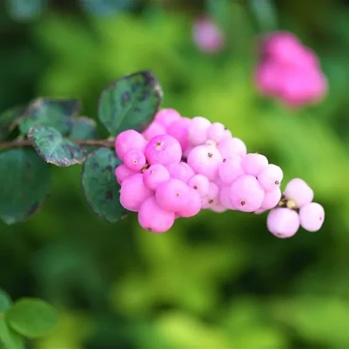 A close up square image of the pink berries of Symphoricarpos albus 'Coral Berry' pictured on a green soft focus background.