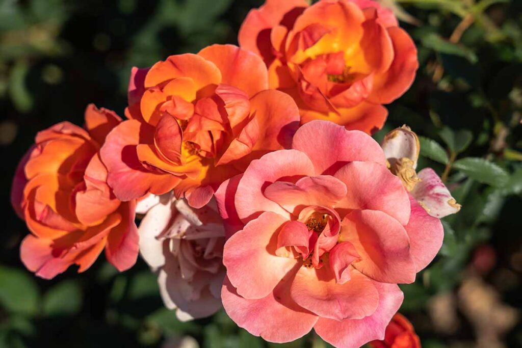 23 Eco-Friendly Roses for Chemical-Free Growing