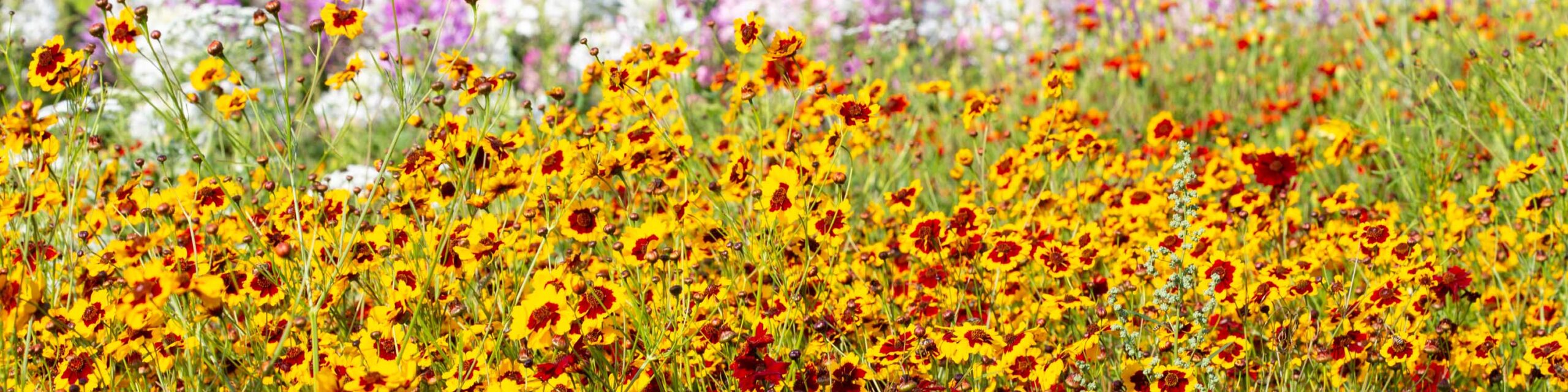 Mass planting of yellow and red Coreopsis grandiflora flowers in bloom.