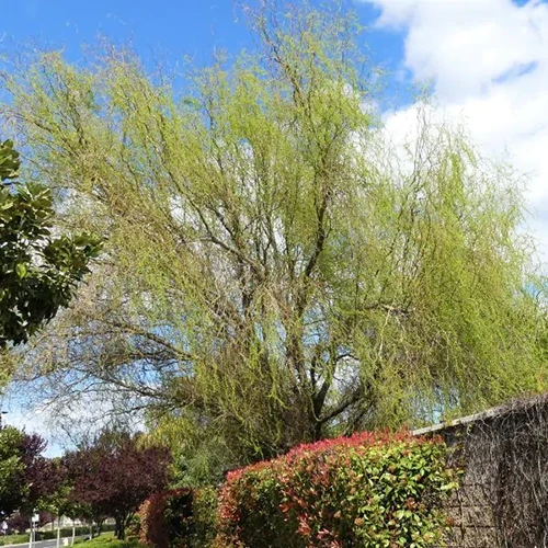 A square image of a corkscrew willow tree growing in a garden.