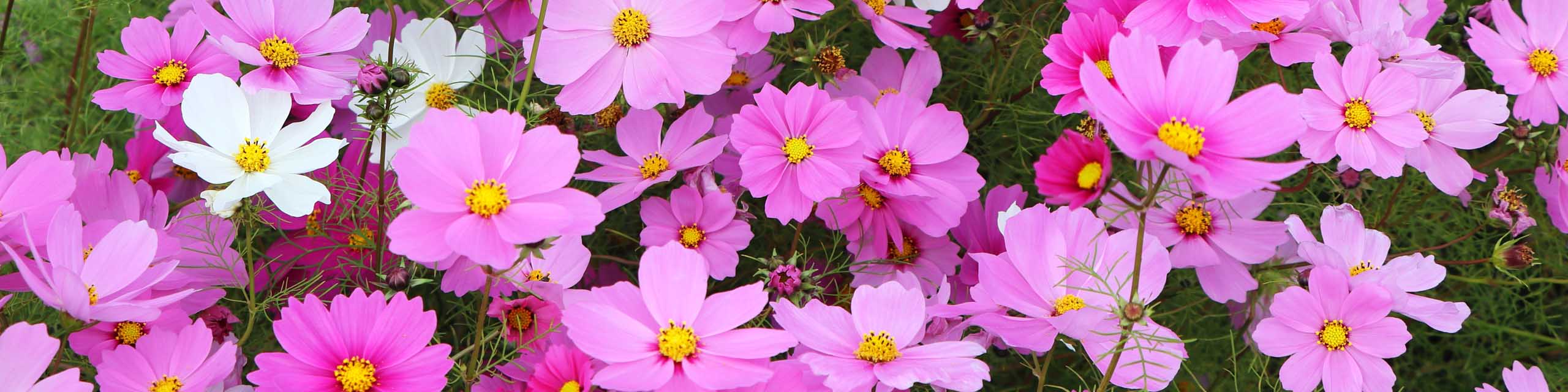 Pink, red, and white cosmos flowers in bloom.