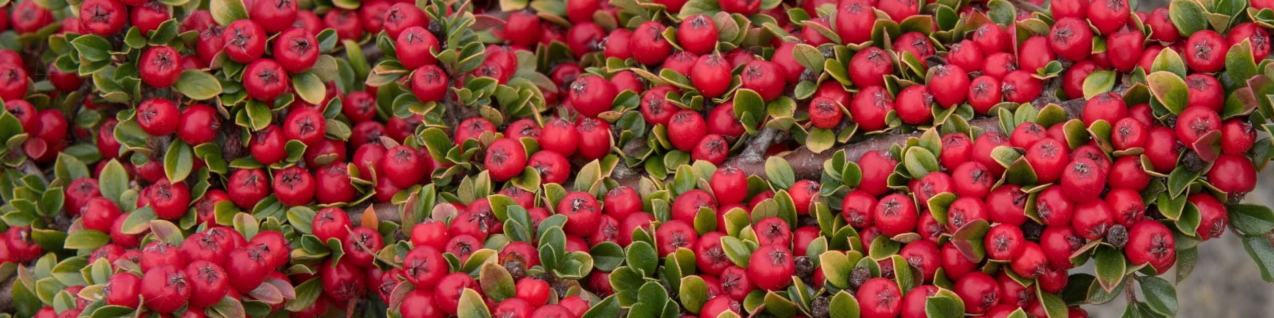 Red berries of a cotoneaster shrub.