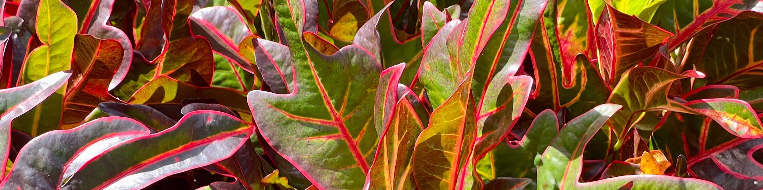 Multicolored leaves of of various types of croton plants.