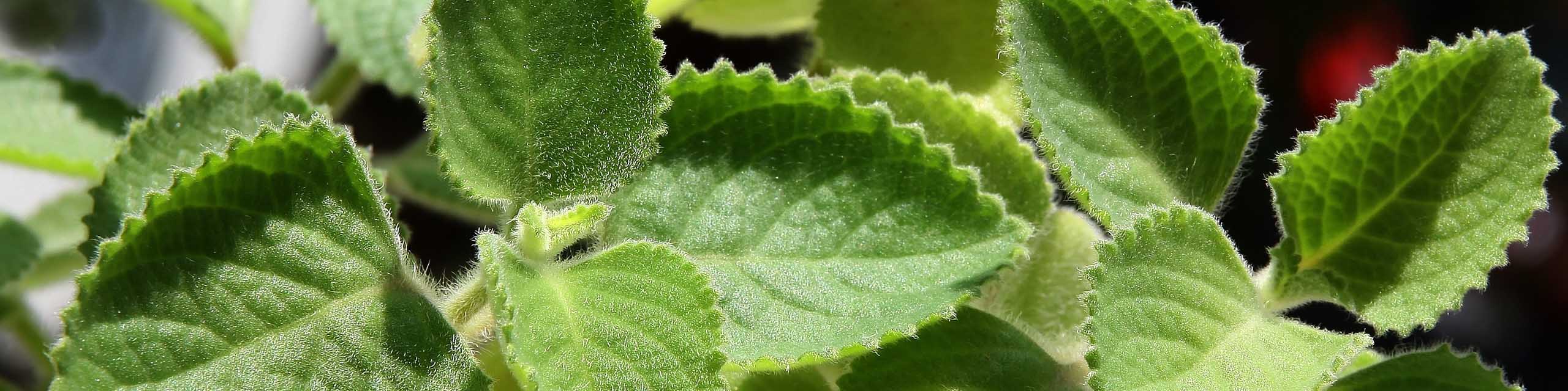 Close up of the leaves of a Cuban oregano plant.