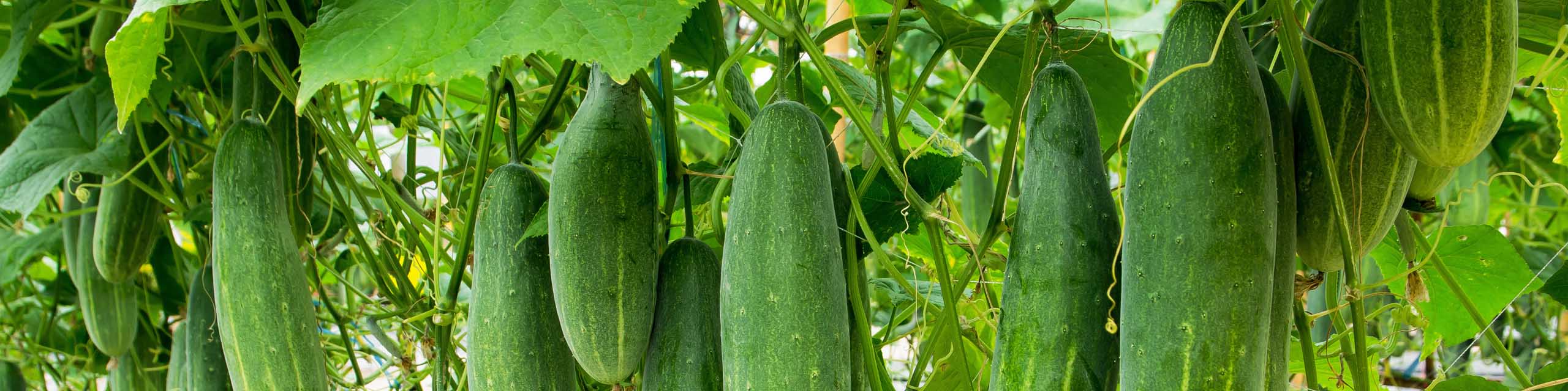 Cucumbers hanging from a vine on a trellis.
