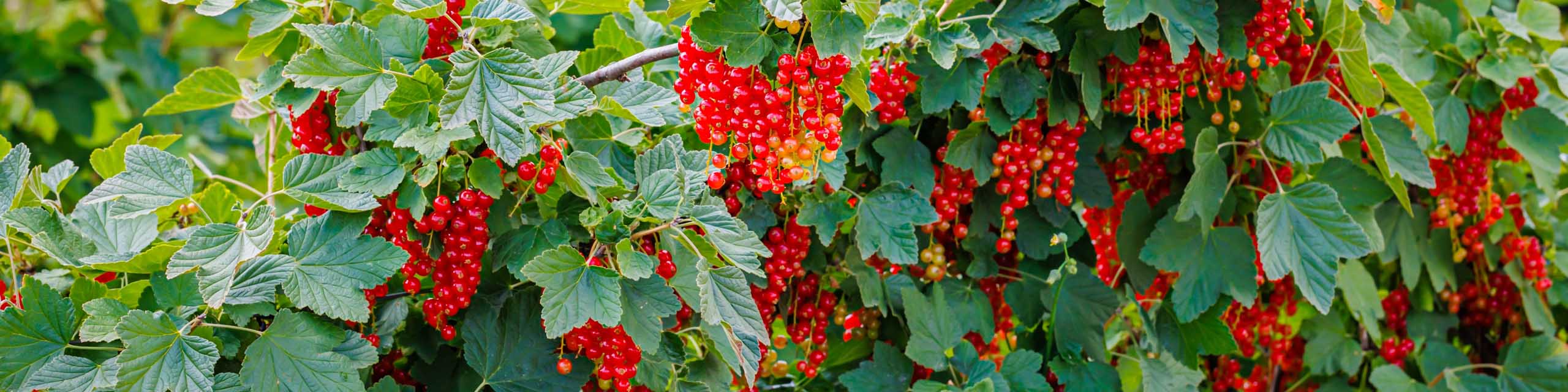 Red currants on a bush.