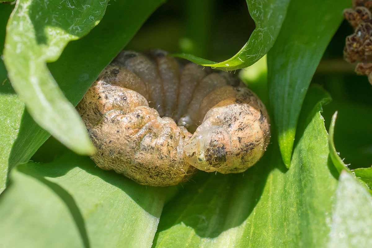 A close up horizontal image of a cutworm resting on the foliage of a plant.