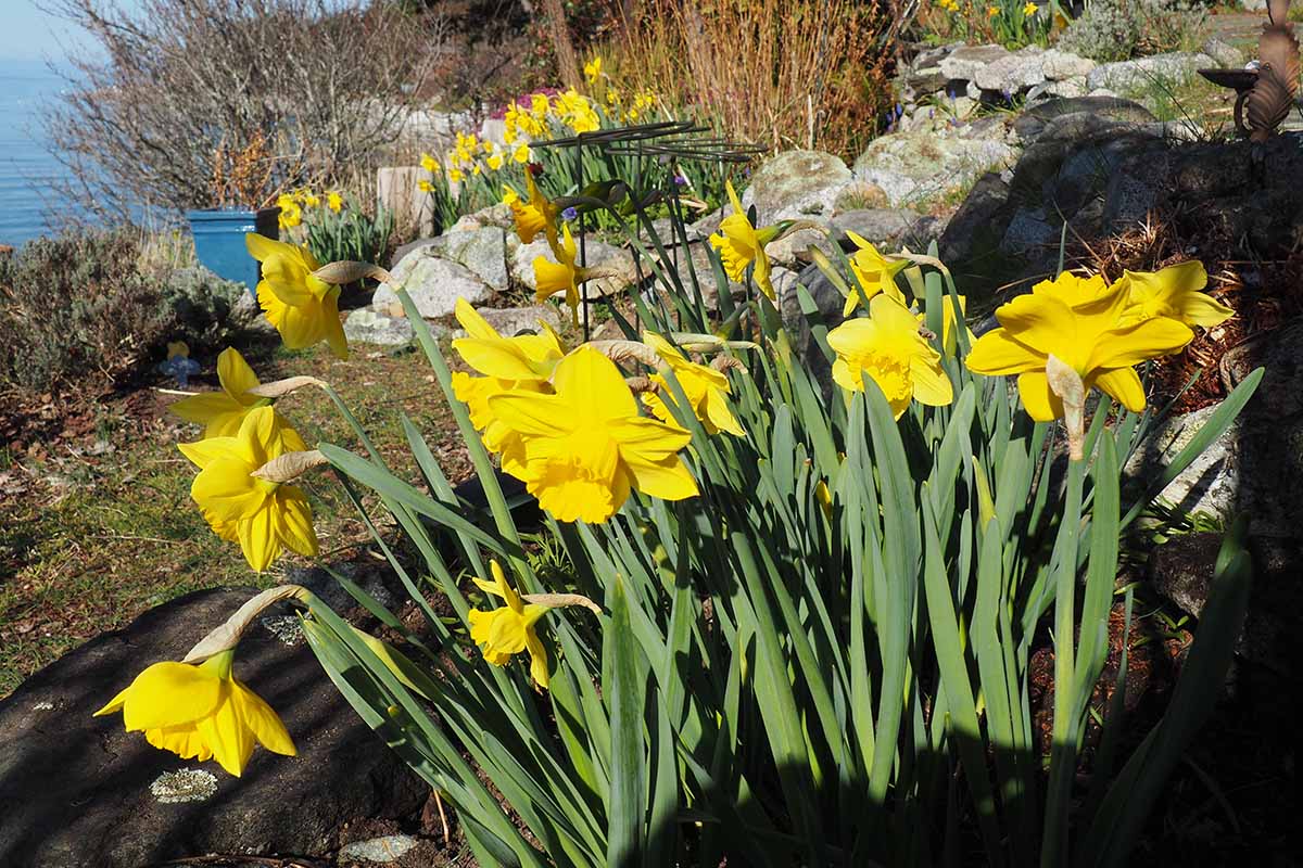 A horizontal image of daffodils blooming in the sunshine in an early spring garden.