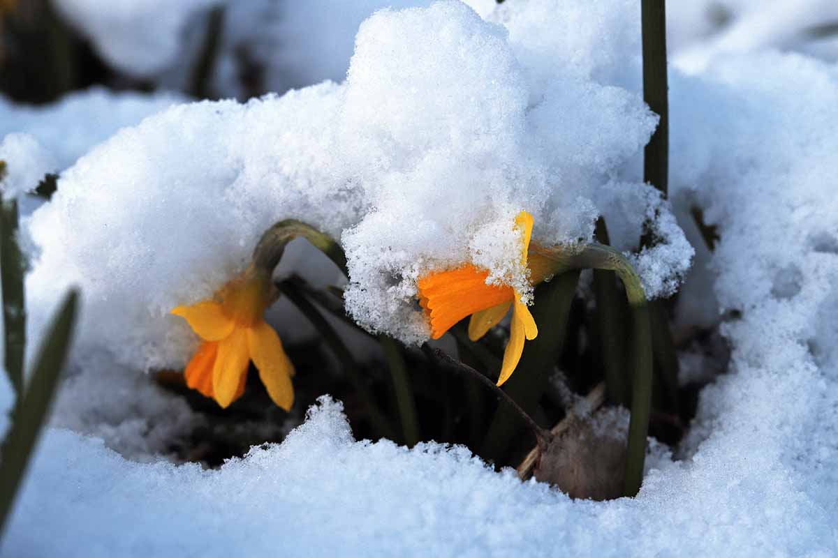 A close up horizontal image of daffodil flowers growing in the garden under a blanket of snow.