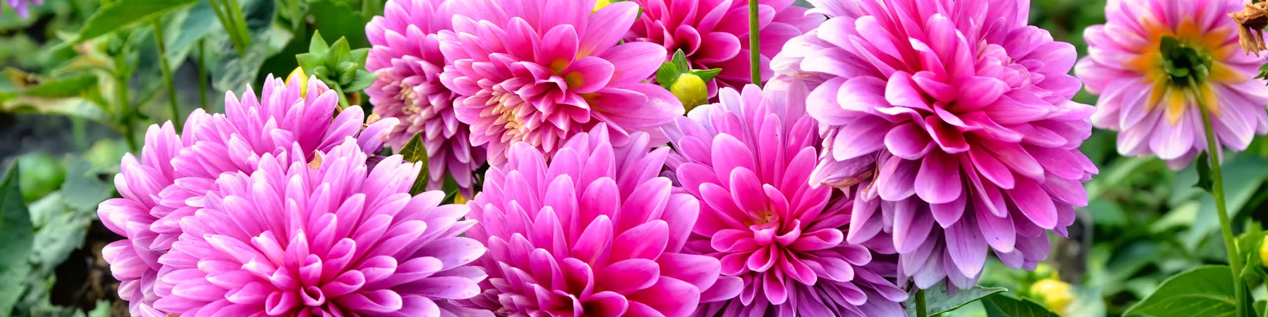Close up of pink double petaled fancy dahlia flowers.