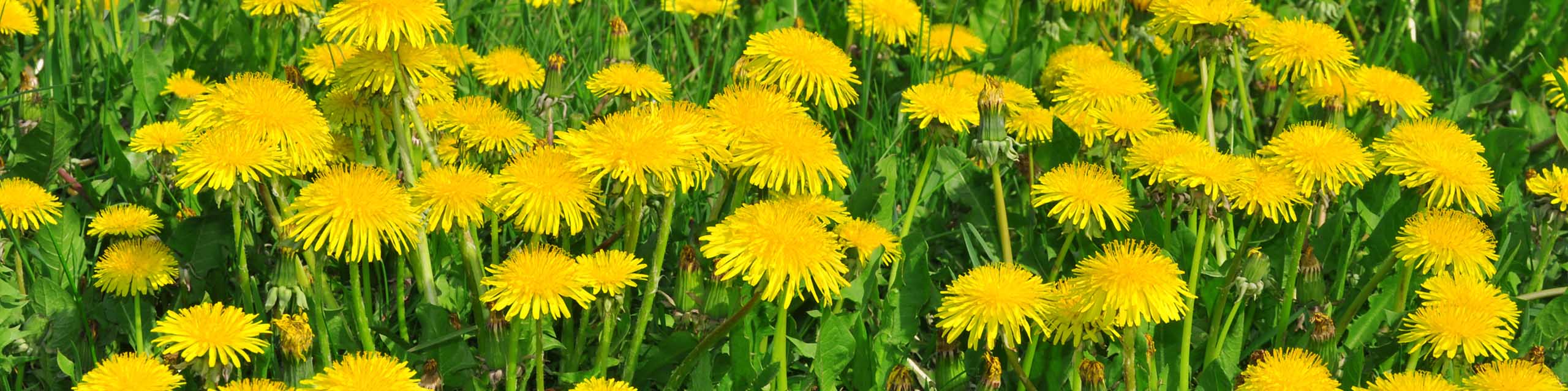 Close up of dandelions with yellow flowers in a meadow.