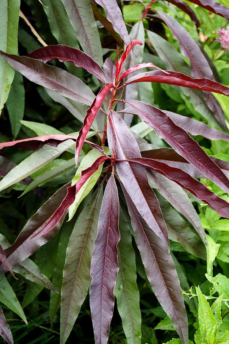 A close up vertical image of the deep red foliage of 'Bonfire' growing in the garden.