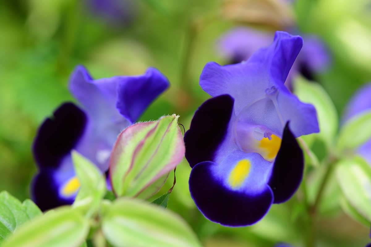 A close up horizontal image of blue and purple wishbone flowers in the garden pictured on a soft focus background.