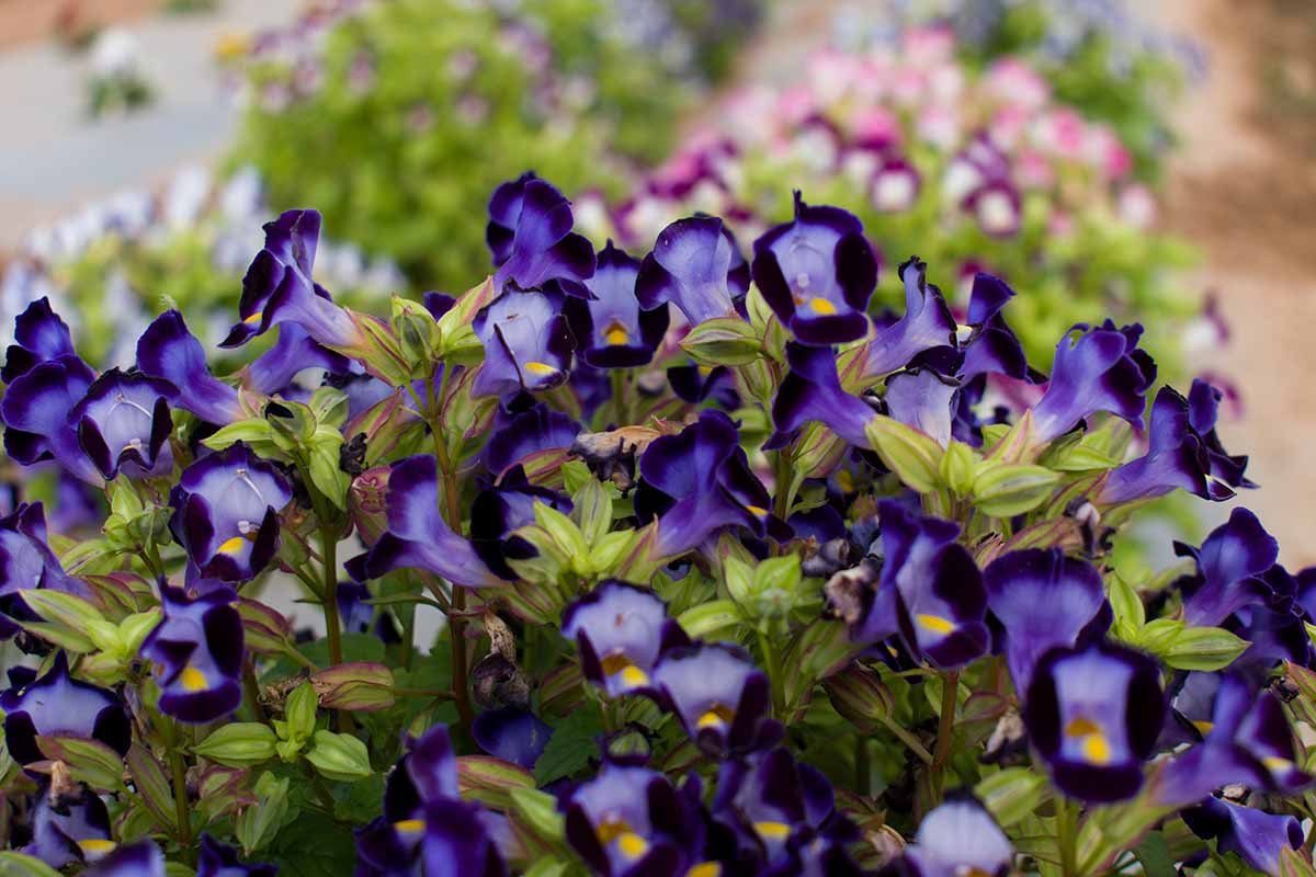 A close up horizontal image of deep purple and blue torenia flowers in a container.