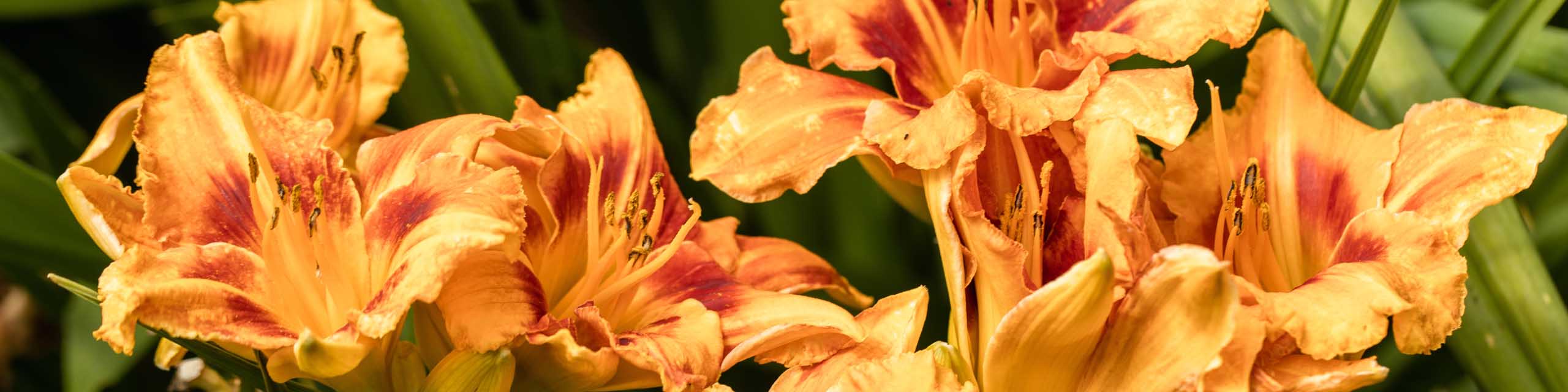 Close up of fancy orange and red daylily flowers.