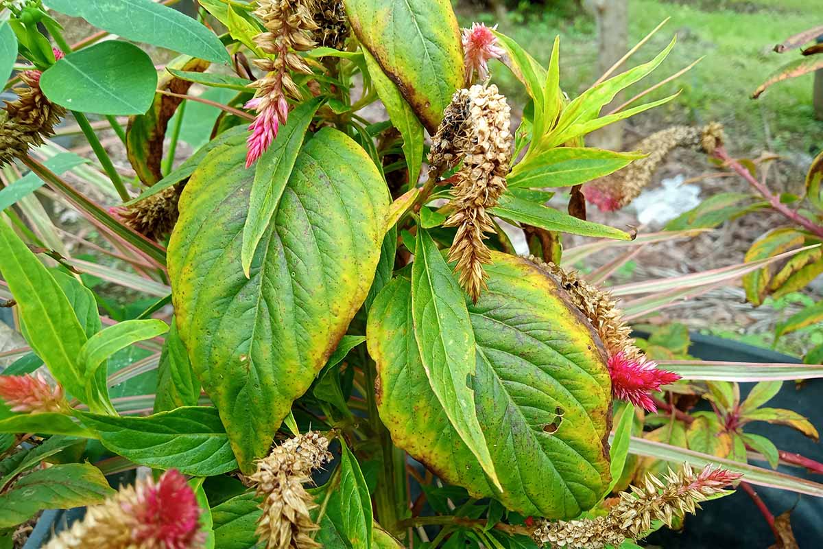 A close up horizontal image of celosia plants that are withering and dying.