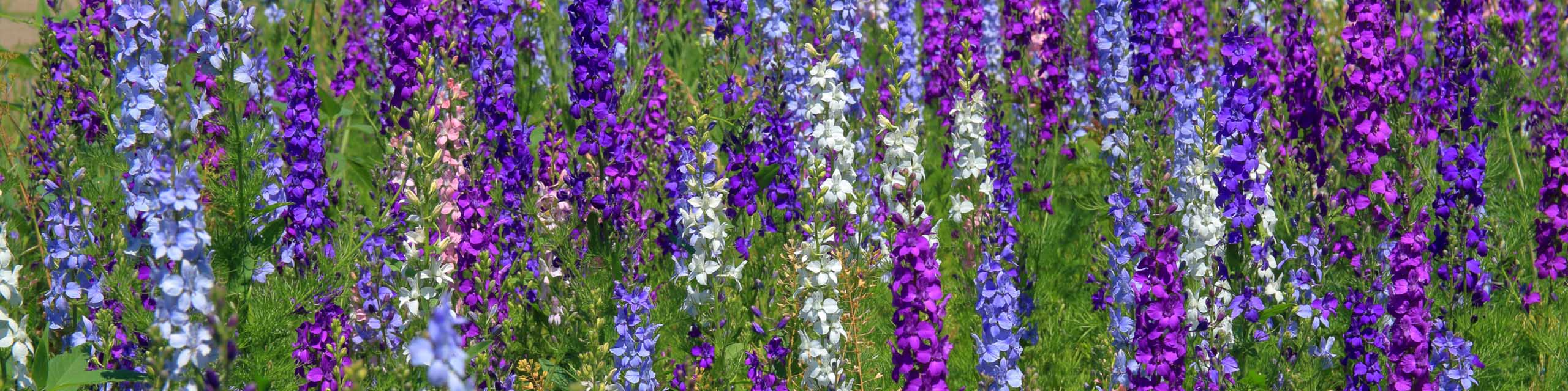 Meadow full of pink, blue, purple, and white delphinium flowers.