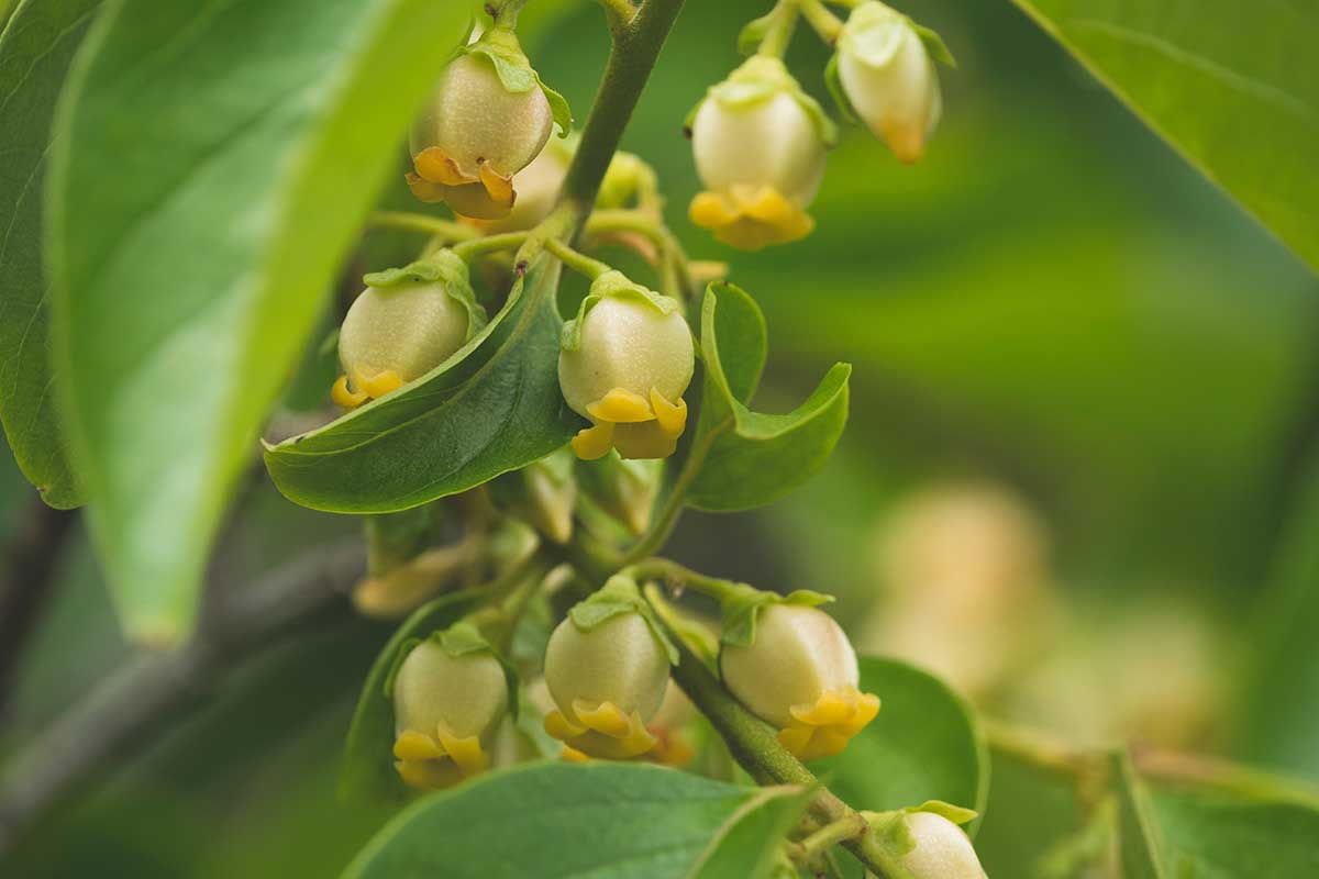A close up horizontal image of small persimmon flowers pictured on a soft focus background.