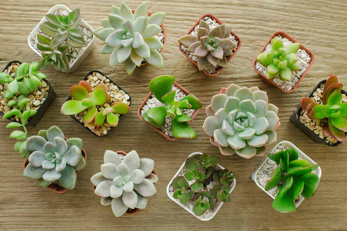 A horizontal image of a variety of different succulents in small pots set on a wooden surface.