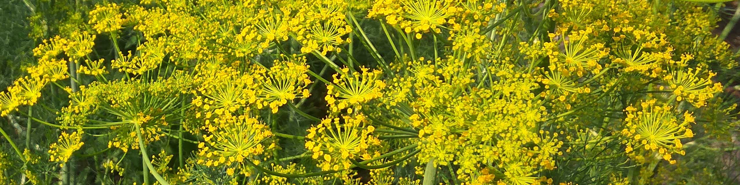 Dill plants with yellow flowers.