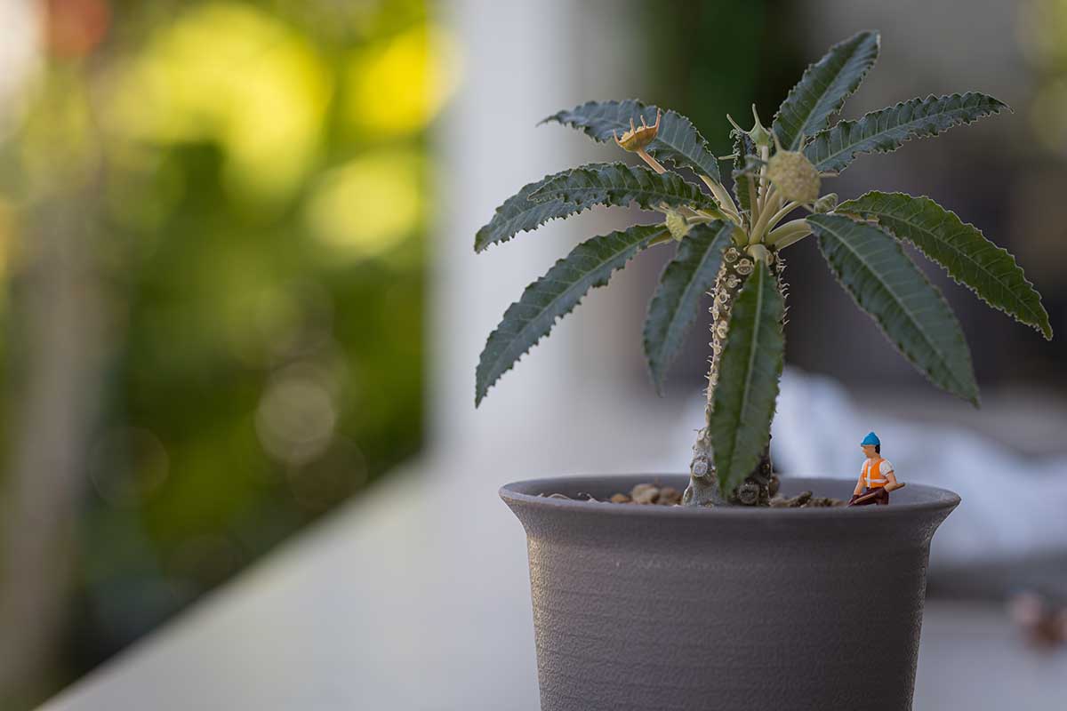 A horizontal image of a Dorstenia specimen growing in a pot with a small figurine.