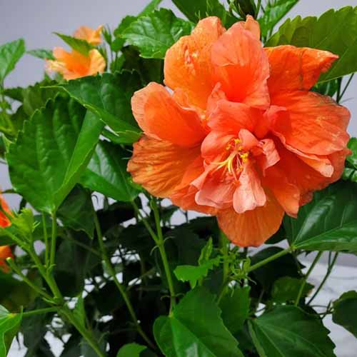 A close up square image of a single 'Double Peach' hibiscus flower growing in a pot indoors.