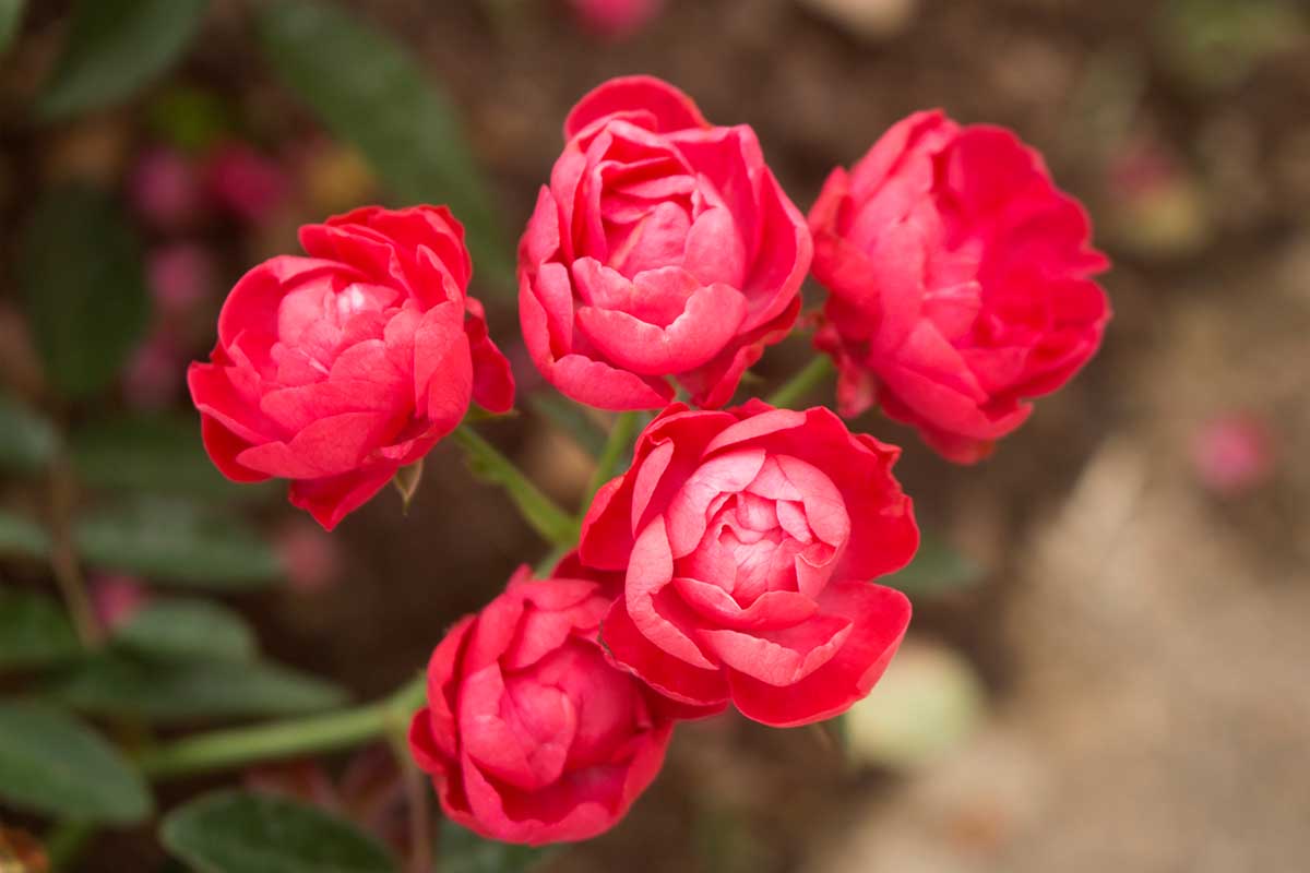 A close up horizontal image of red 'Oso Easy' roses growing in the garden pictured on a soft focus background.