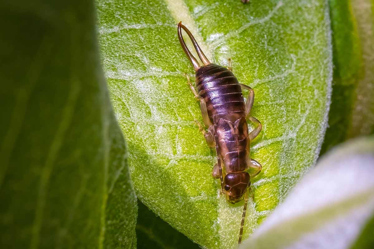 A close up horizontal image of an earwig on the surface of a leaf.
