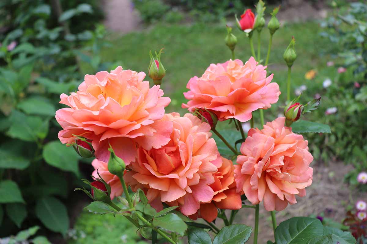 A horizontal image of 'Easy Does It' roses growing in the garden.