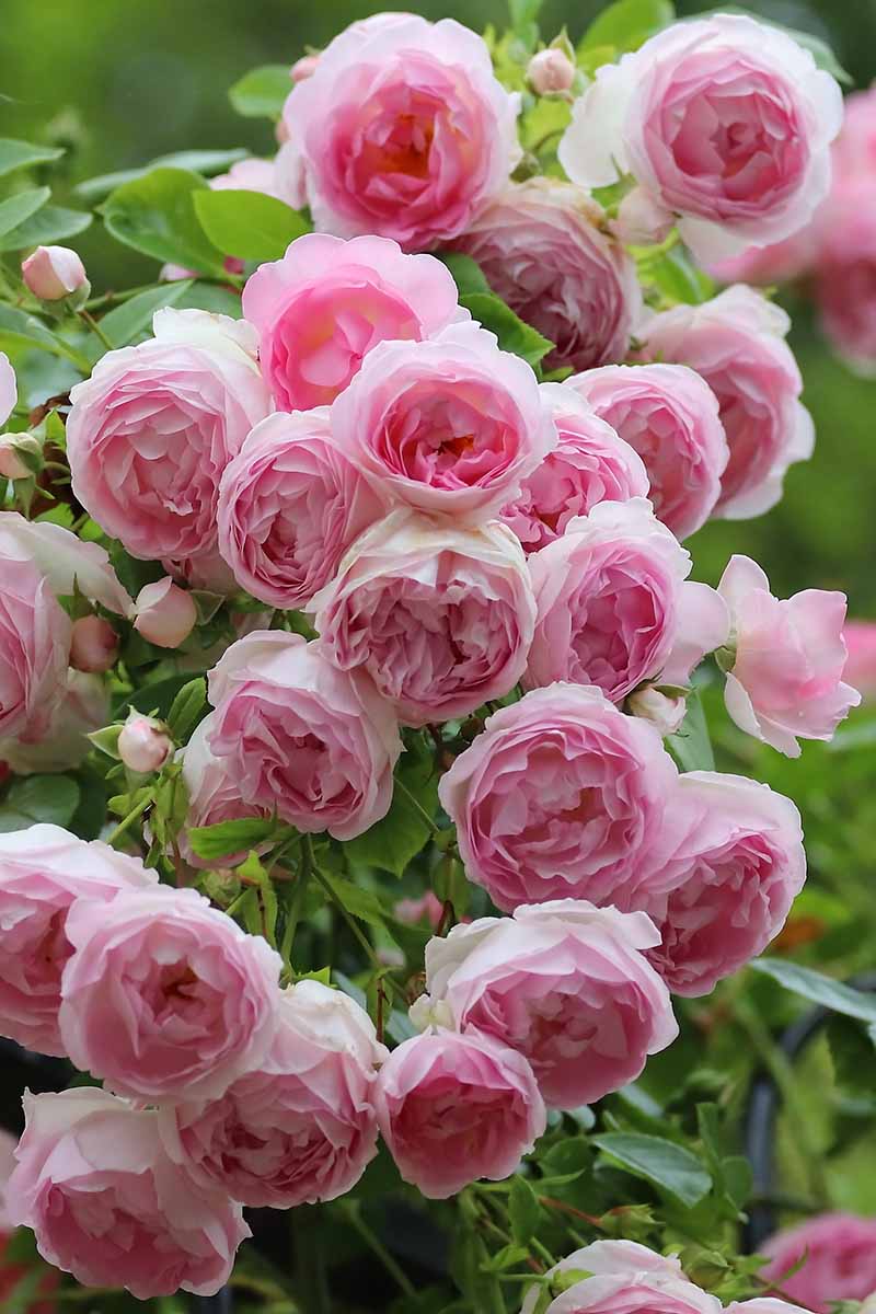 A vertical image of 'Eden' climbing roses growing in the garden pictured on a soft focus background.