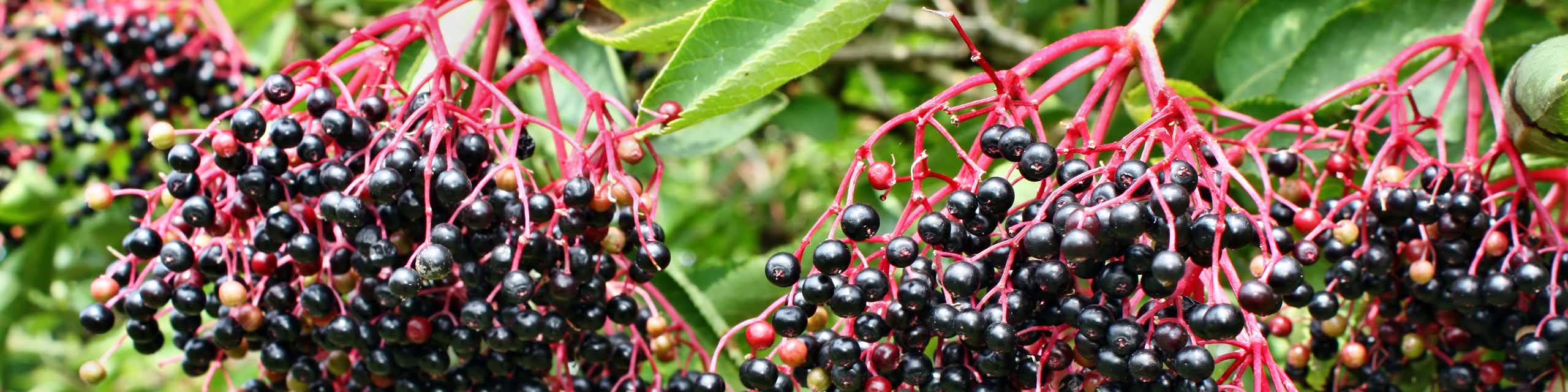 Clusters of black elderberries hanging from a branch.