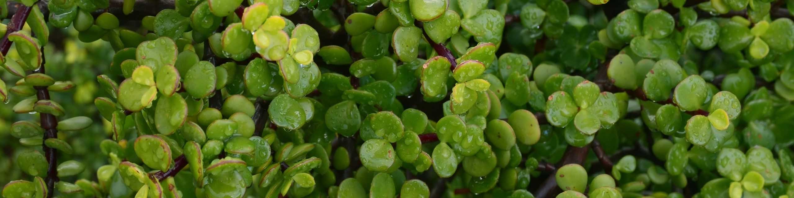 Close up of the leaves of an elephant bush succulent plant.