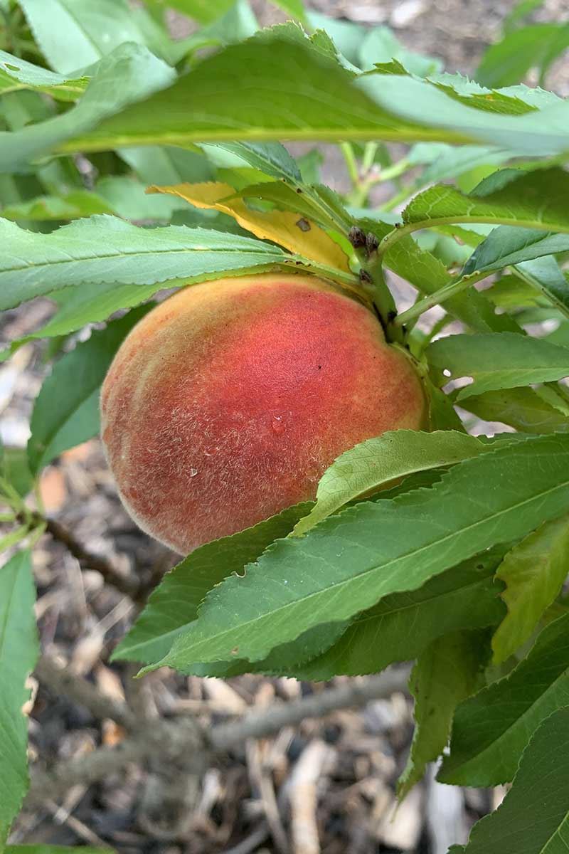 A close up vertical image of a single 'Empress' peach ripe and ready to harvest.