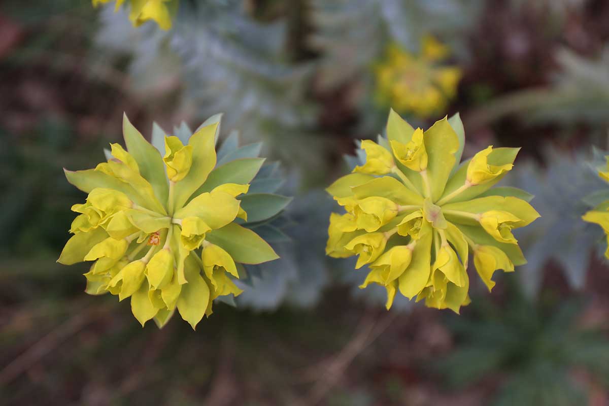 A close up horizontal image of yellow gopher flowers pictured on a soft focus background.