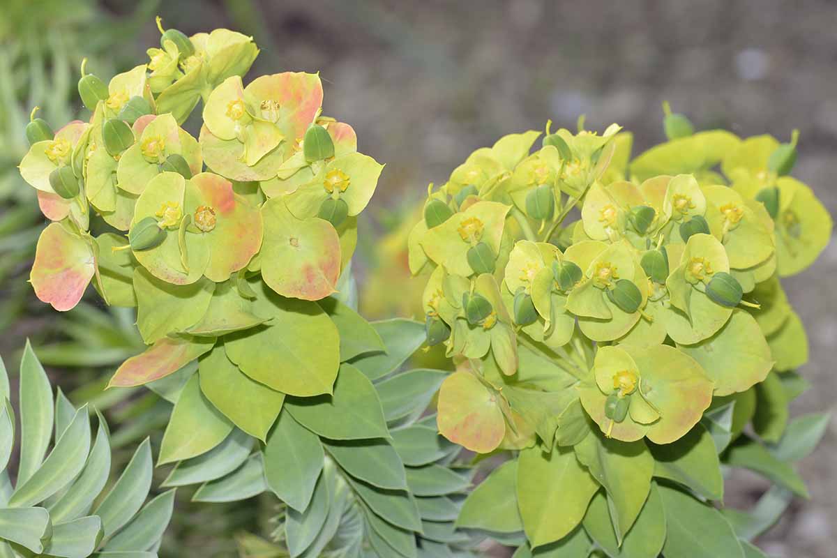 A close up horizontal image of Euphorbia rigida growing in the garden pictured on a soft focus background.
