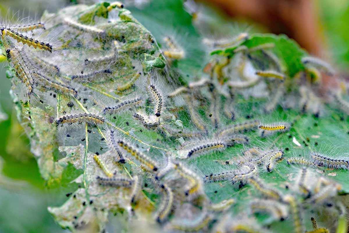 A close up horizontal image of fall webworms infesting a leaf.