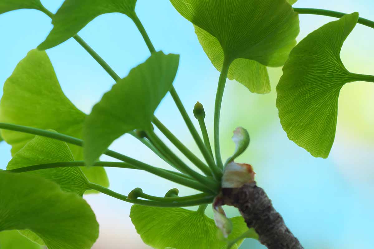 A close up horizontal image of the green leaves and tiny flowers of a female ginkgo tree pictured on a blue soft focus background.