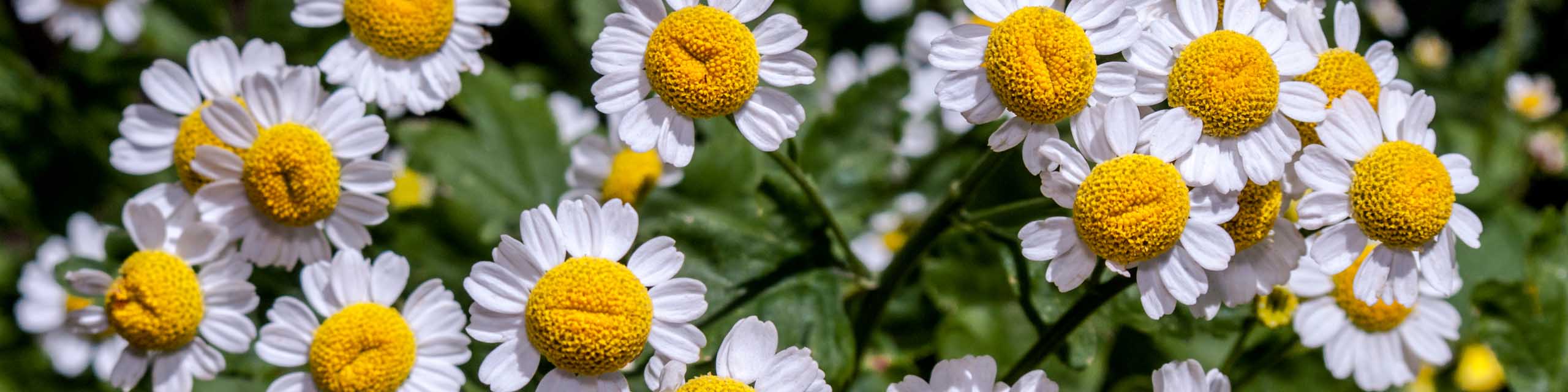 Close up of white daisy-like flowers of feverfew.