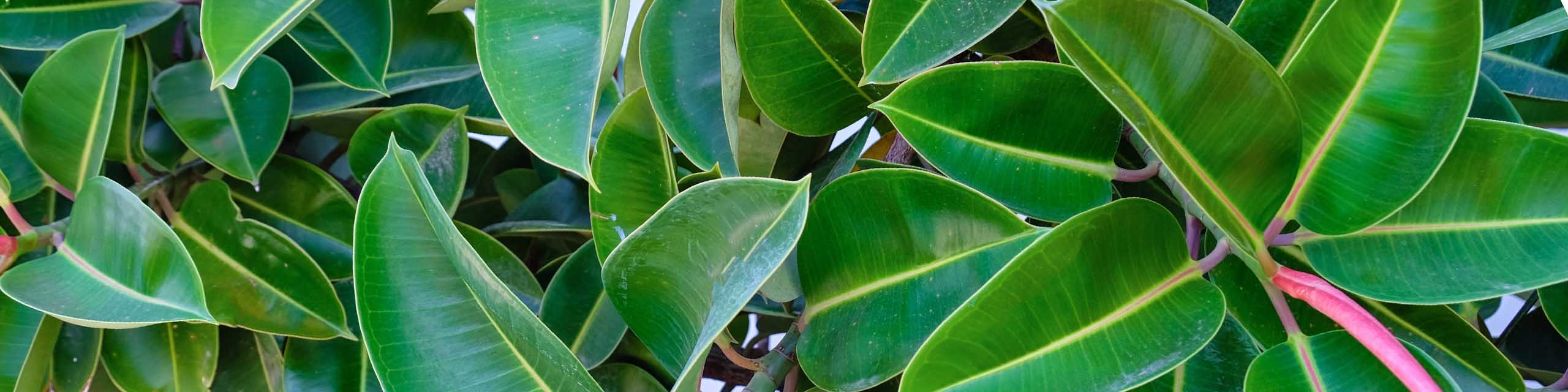 Top down view of green ficus plant leaves.