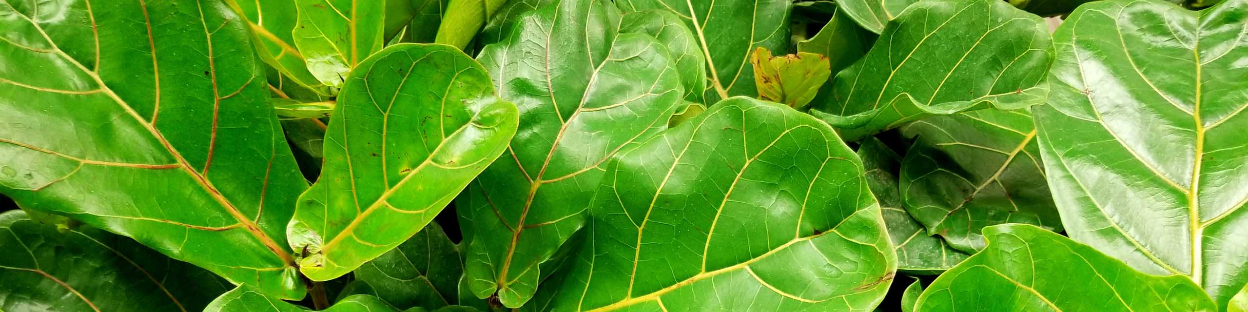 Close up of green fiddle-leaf fig plants.
