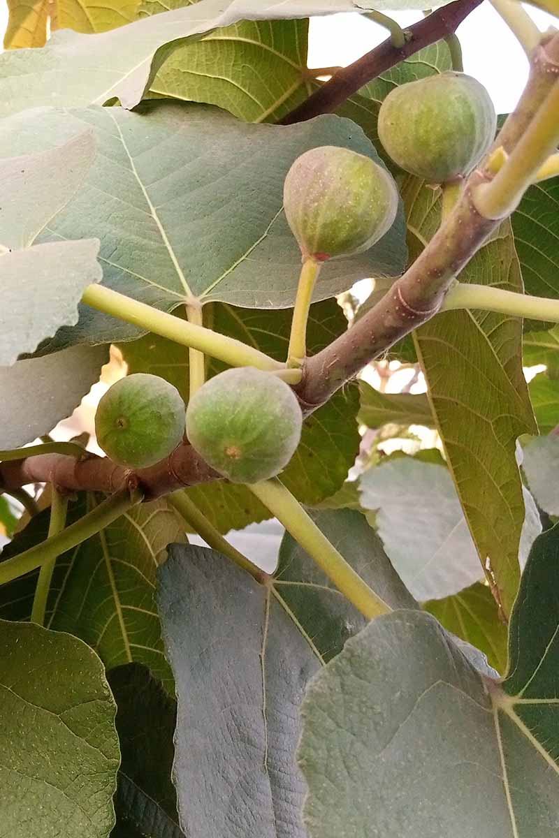 A vertical image of figs ripening on the tree growing in the backyard.