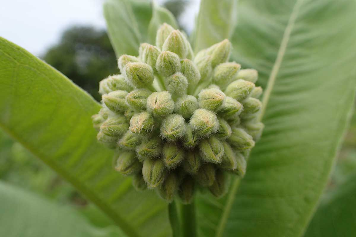A close up horizontal image of an unopened flower bud on an Asclepias speciosa.