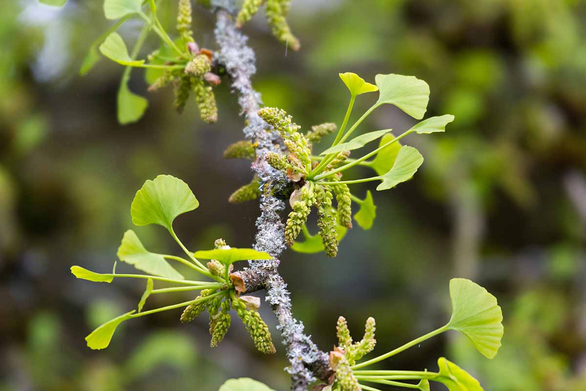 A close up horizontal image of small flowers developing on the branch of a ginkgo tree, pictured on a soft focus background.