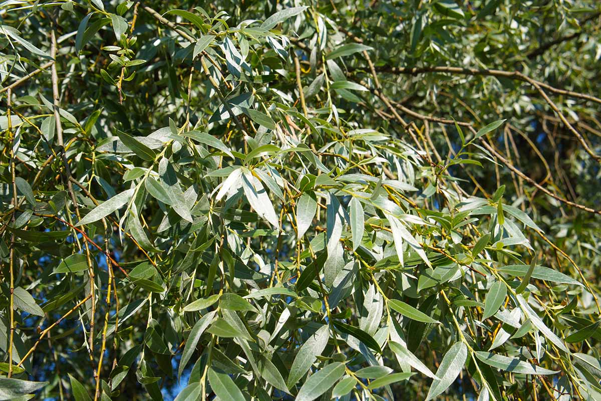 A close up of Salix alba foliage pictured in light sunshine.